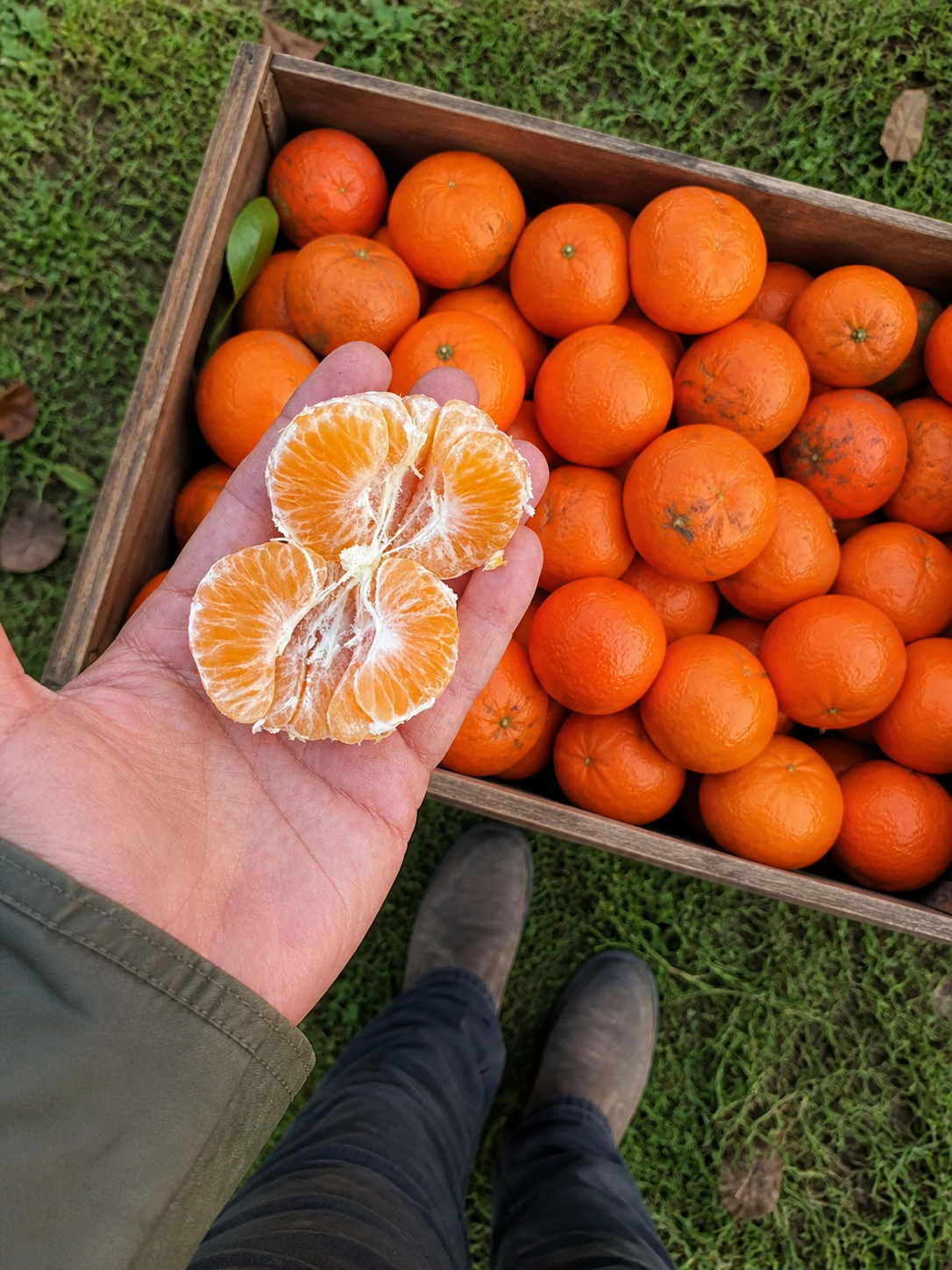 Marmellata di Mandarini