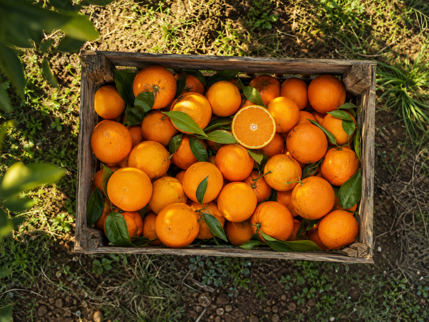 Marmellata di Arance e Zenzero