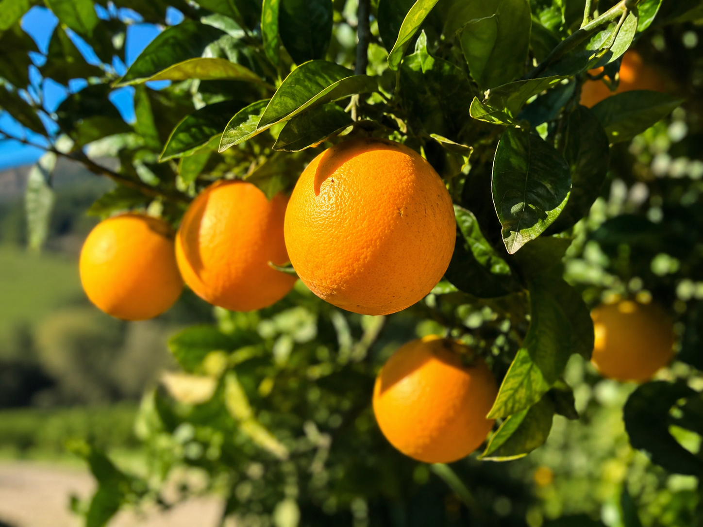 Marmellata di Arance