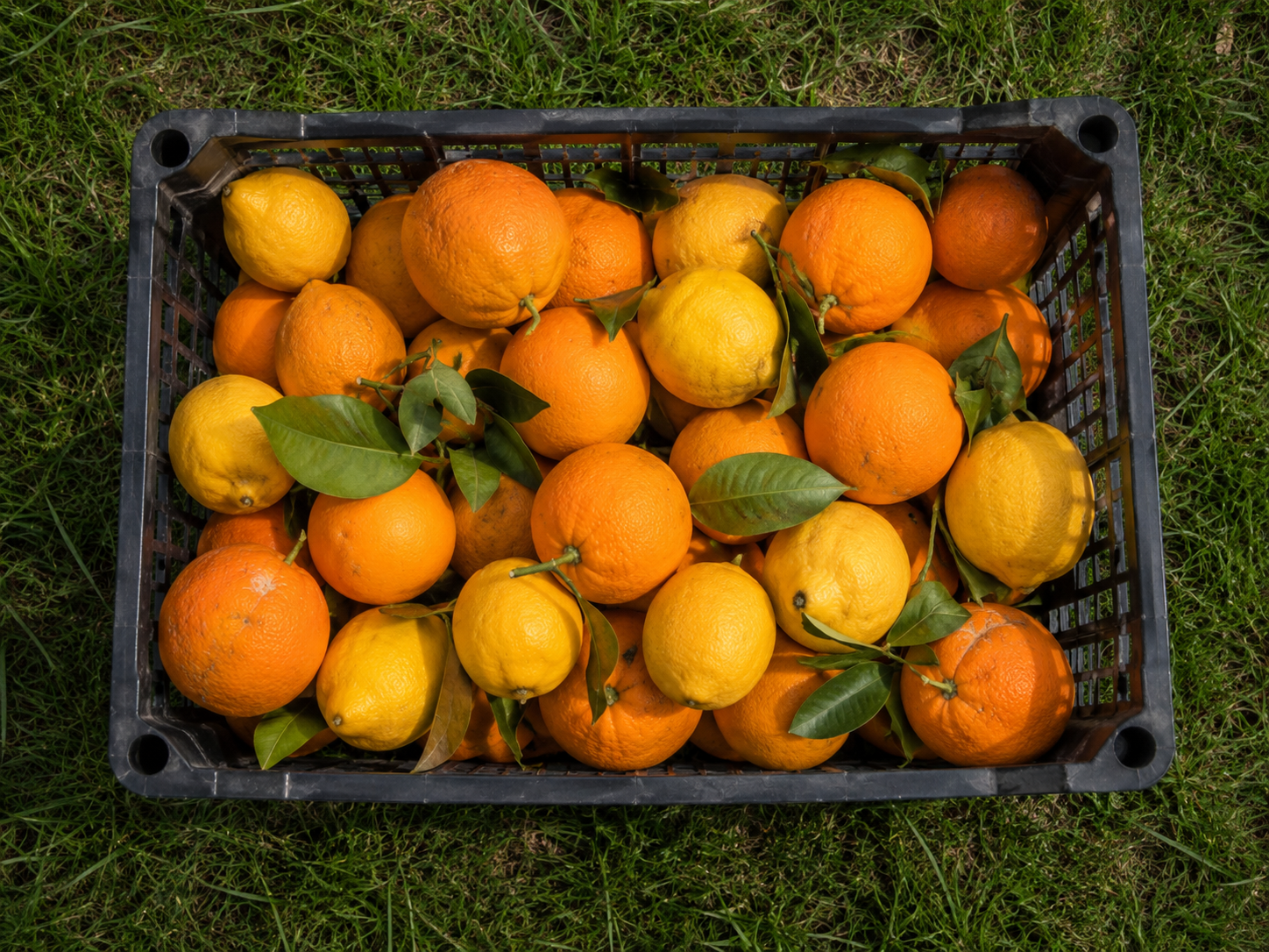 Marmellata di Agrumi